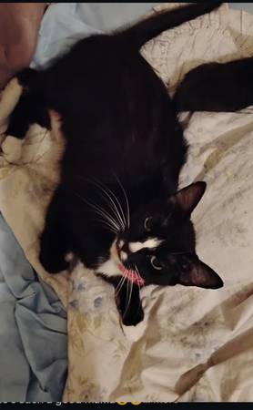 Lost cat
