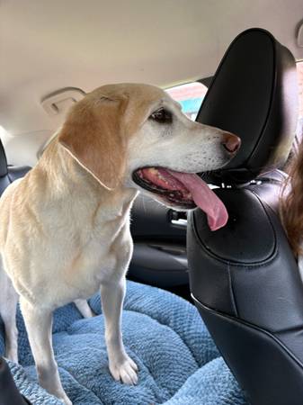 Found dog