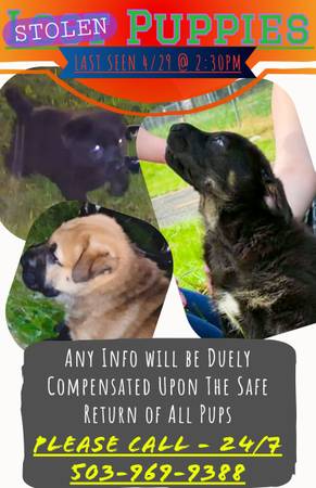 Lost dog