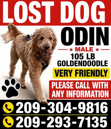 Lost dog