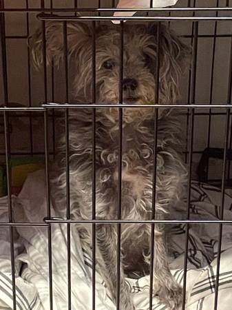 Found dog