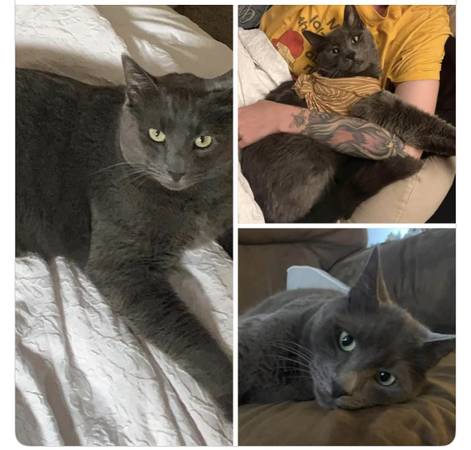 Lost Cat in Hayden