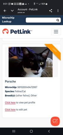 Lost Cat in Laguna Lake