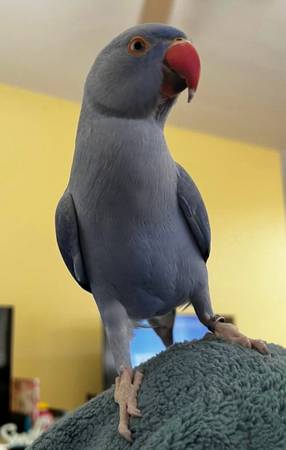 Lost bird