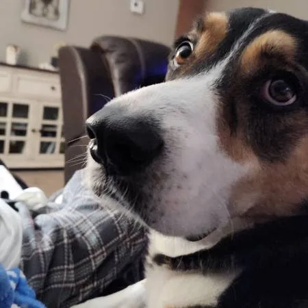 Lost dog