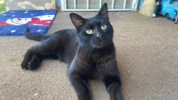 Lost Cat in South Oroville