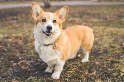Lost dog