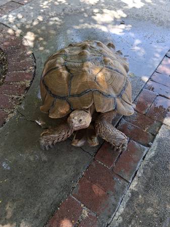 Lost Pet in Lake Elsinore
