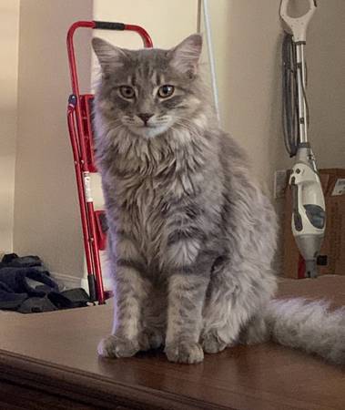Lost cat