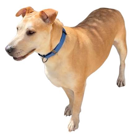 Lost dog