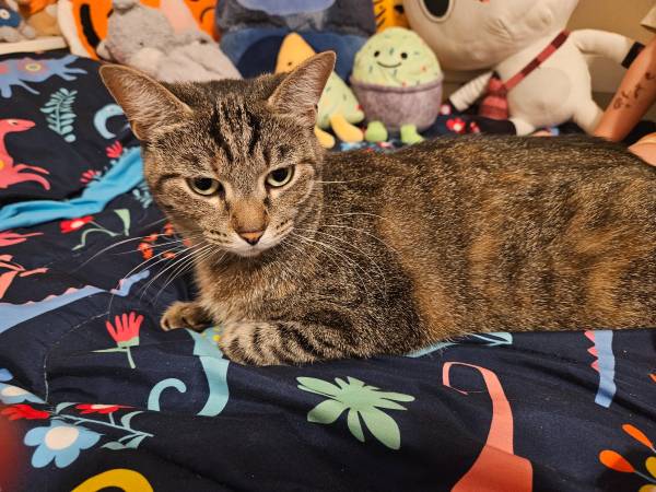 Found Cat in Chico