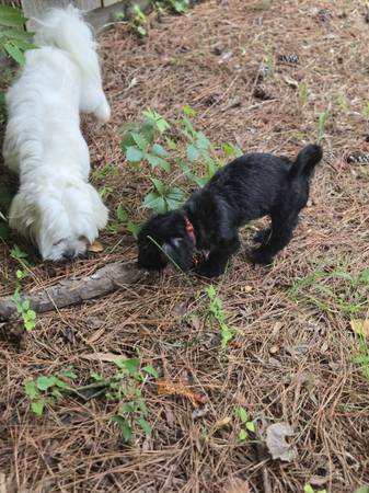 Lost Dog in Portsmouth