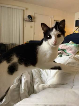 Lost Cat in Saint Louis