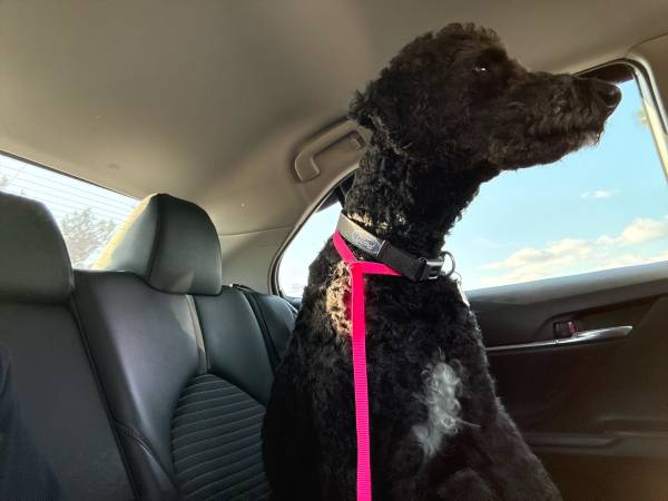 Lost dog