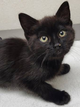 Found cat