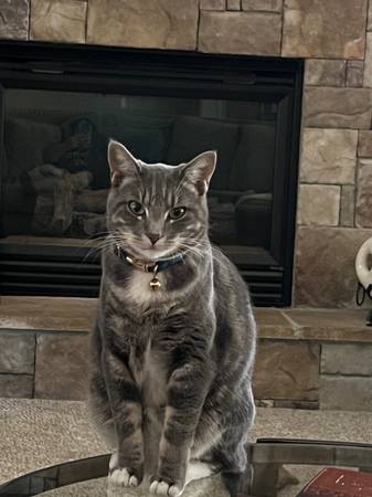 Lost cat