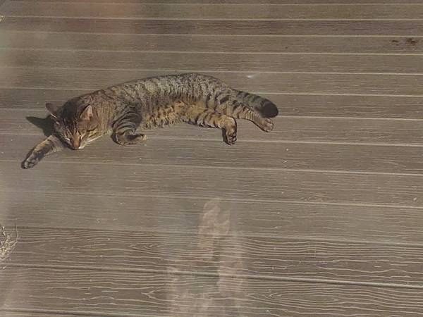 Found cat