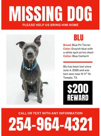 Lost Dog in Temple