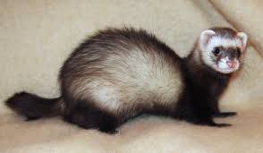 Lost ferret