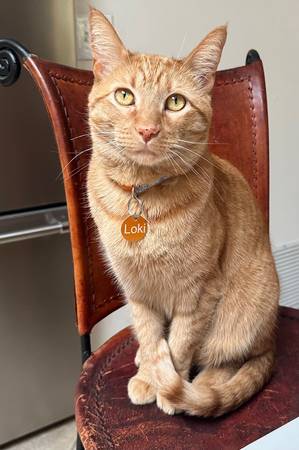Lost Cat in Sabino Canyon And Cloud