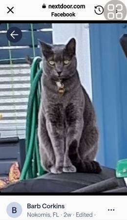 Lost cat