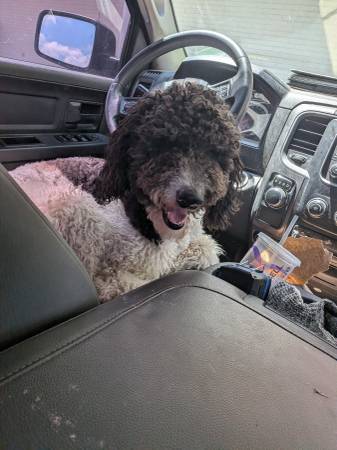 Lost Dog in Spencer