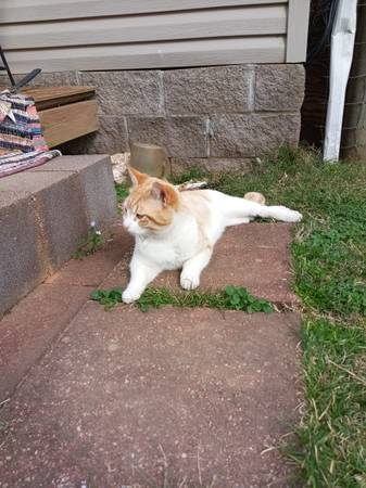 Lost Cat in Hot Springs National Park
