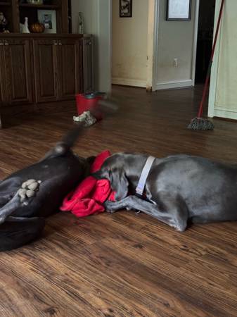 Lost Dog in Fredericksburg