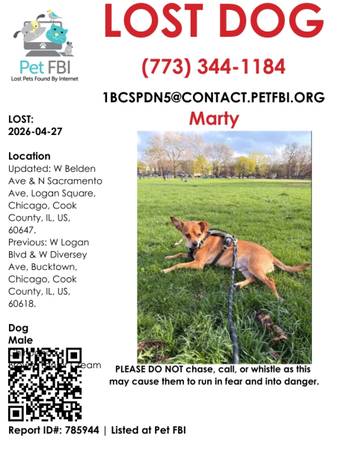 Lost dog