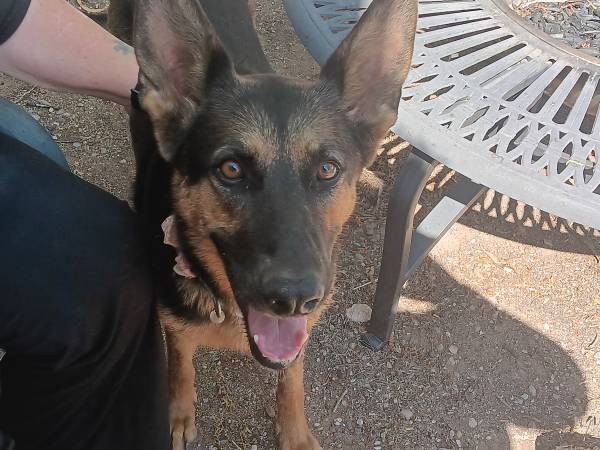 Found dog