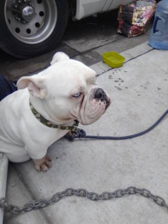 Found dog