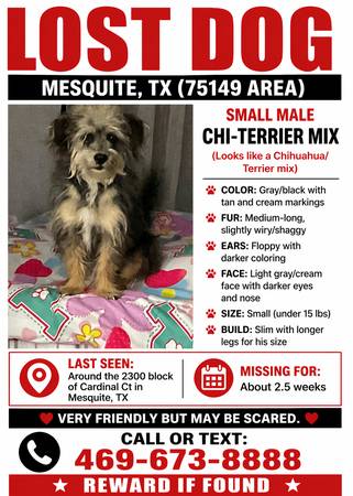 Lost dog