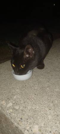 Found cat