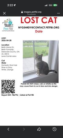 Lost cat