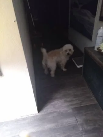 Found dog