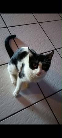 Lost cat