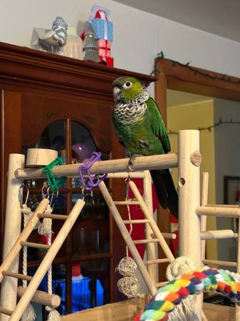 Lost bird