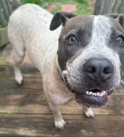 Found Dog in Forest City