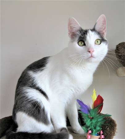 Lost cat