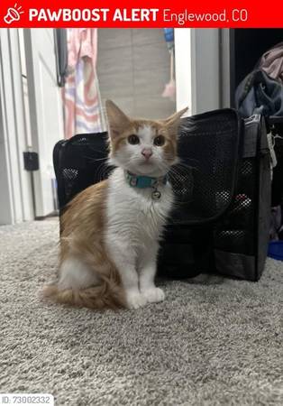 Lost cat