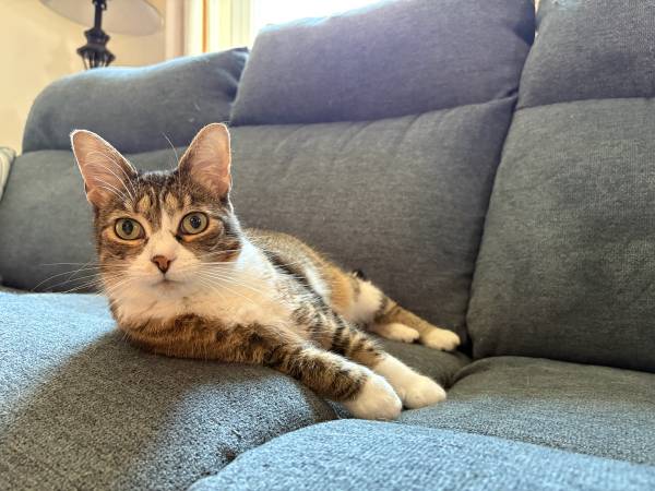 Lost cat