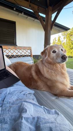 Lost dog
