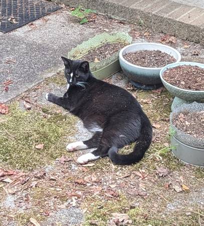 Lost Cat in Aiken