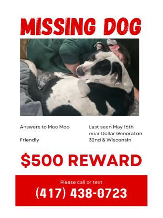 Lost dog