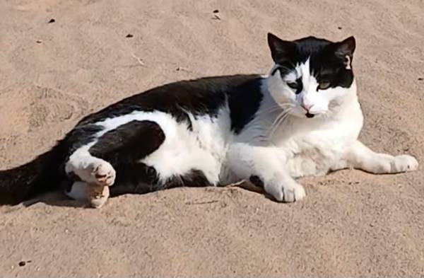 Lost cat