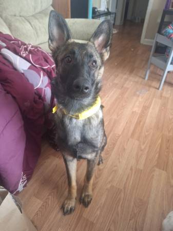 Lost dog