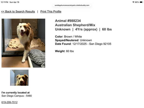 Found dog