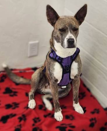 Lost Dog in Oak Flower