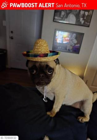 Lost dog