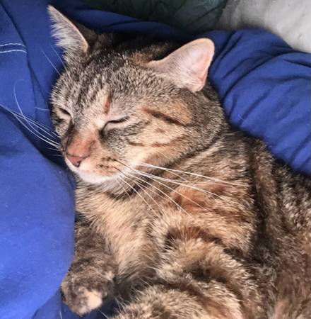 Lost cat